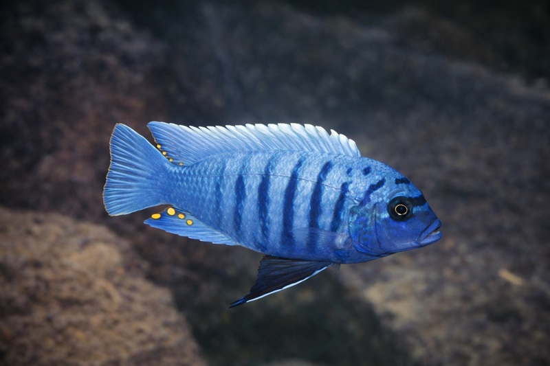 Maylandia zebra 'Likoma Island'